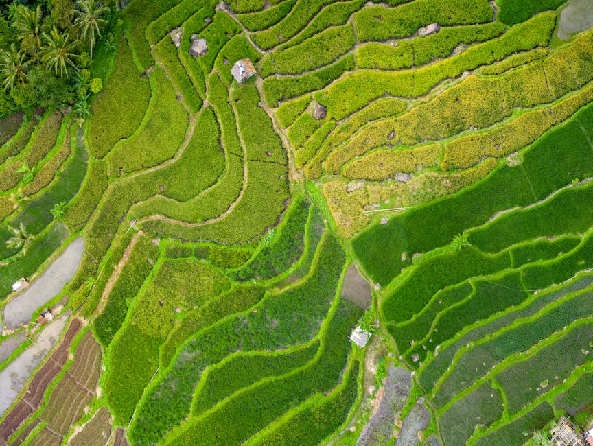Discover Indonesia’s Villa Retreats With Scenic Rice Field Views