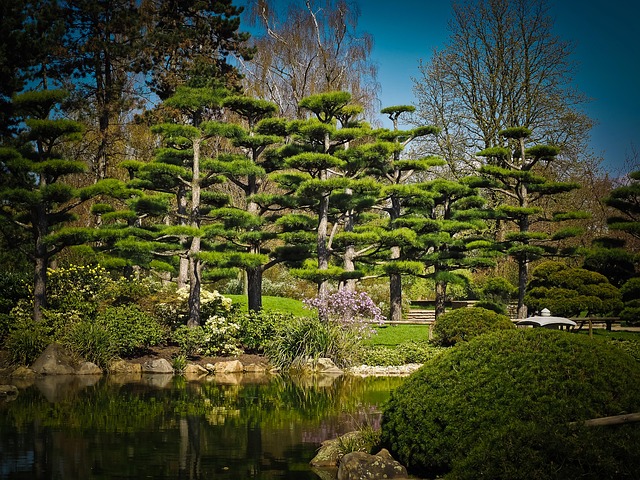 Japanese forest resorts for cedar hush and spring-water calm