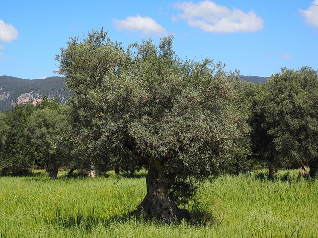 Mediterranean-light journeys in Mallorca for olive groves and sea-view pauses