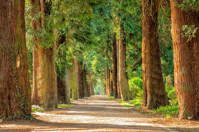 Nairobi Rooms for Tree-Lined Calm and Smart Access