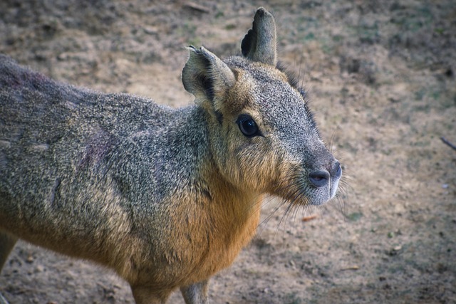 Patagonian big-sky adventures for wild scale and restorative silence