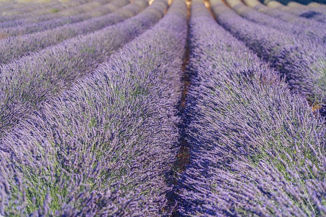Provence Garden Villas for Lavender Fields and Slow Golden-Hour Living