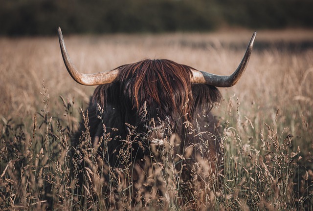Scottish Highland resorts for moorland peace and scenic recovery