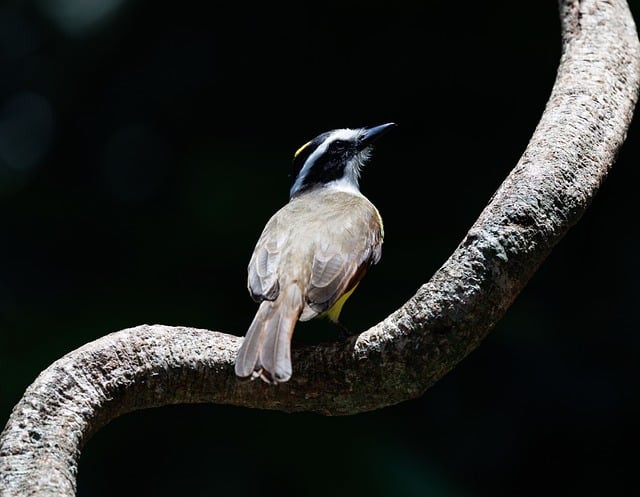 Wellness-paced journeys in Costa Rica for jungle air and healing quiet