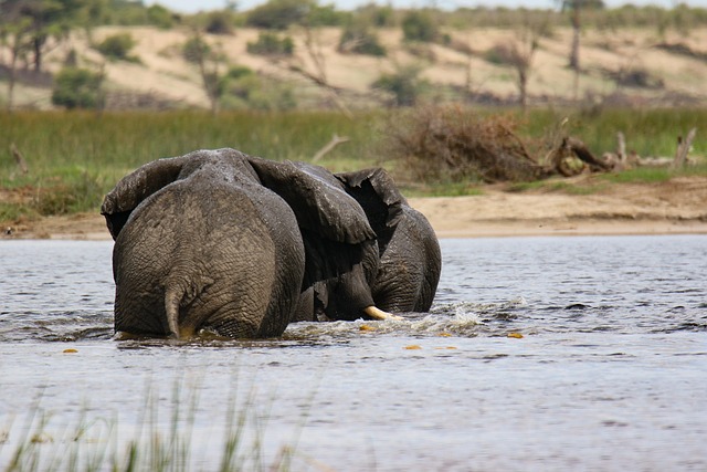 Wetland-rhythm breaks in Botswana for wildlife calm and river beauty